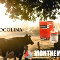 IDOCOLINA  x 100 cc